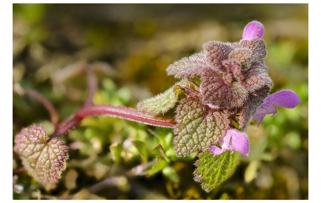 Winzlinge auf der Weinbergsmauer